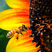 SunflowerBee